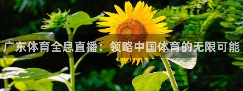 广东体育全息直播：领略中国体育的无限可能