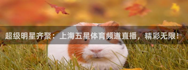 超级明星齐聚：上海五星体育频道直播，精彩无限！