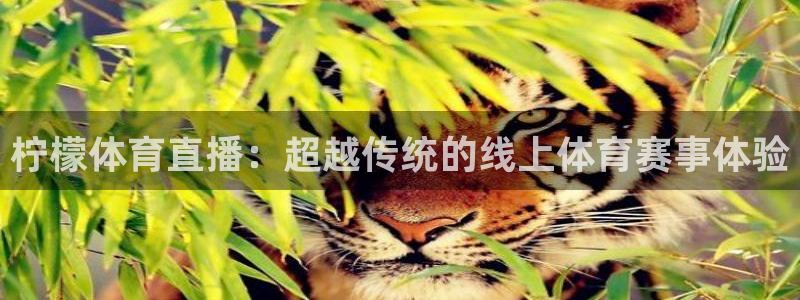 柠檬体育直播：超越传统的线上体育赛事体验